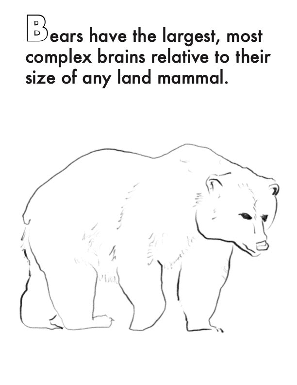 A Brainy Bear Digital Coloring Book