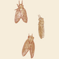 Cicada Travel Bag
