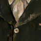Digital Oil Painting
