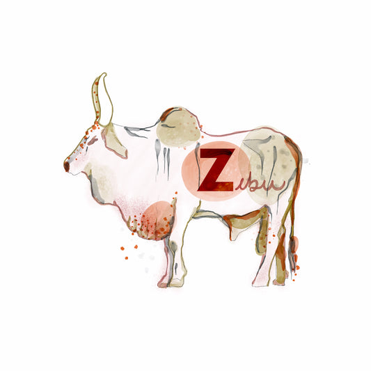 Zebu